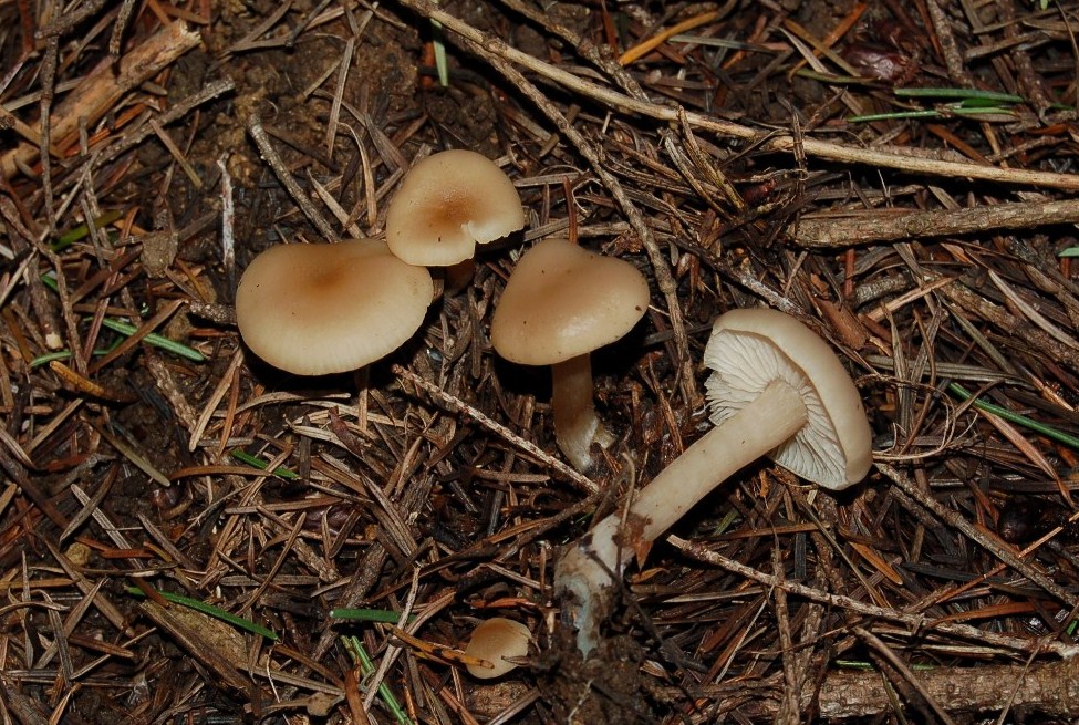 Clitocybe odora???